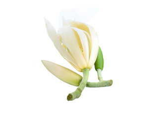 White Champaka Flower isolated on white background.
