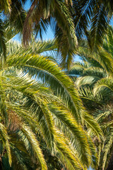 Fototapeta na wymiar Allée entre les vignes bordée de palmiers dans le Domaine de la Madrague à La Croix Valmer, en France, Sur la Côte d'Azur en Provence, en Europe