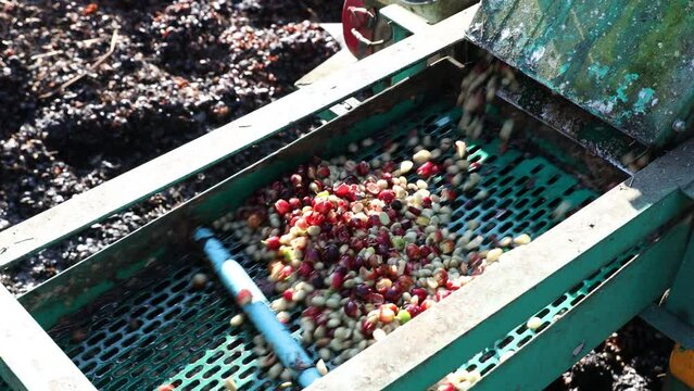 Coffee cherry pulping machine farmer. coffee bean machine process. Dry organic beans in coffee milling process	