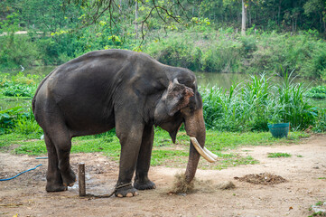 Fototapeta na wymiar Asian elephant (Elephas maximus) living in wildlife conservation area in rural Thailand.