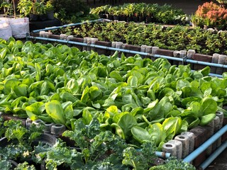 Vegetable farm on Rooftop building, urban agriculture garden farm, learning centre for horticultural enthusiasts