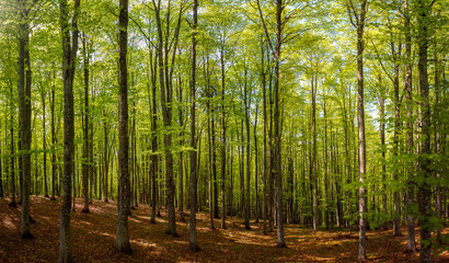 View in a green beech forest in spring