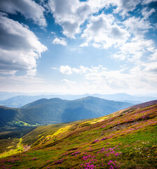 A charming pink rhododendron blooms on the slopes on a sunny day. Carpathian mountains, Ukraine, Europe.