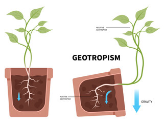 Fallen plant pots root growth experiment gravity with gravitropism geotropism phototropism and thigmotropism auxin in science - obrazy, fototapety, plakaty