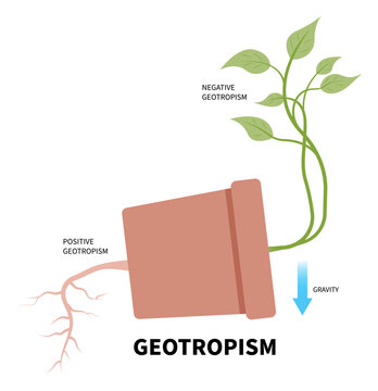 plant root growth experiment gravity with gravitropism geotropism phototropism and thigmotropism auxin