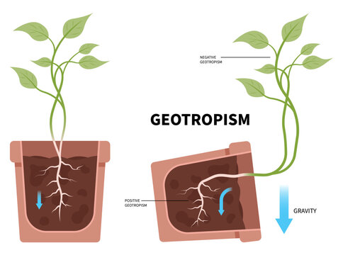 Fallen plant pots root growth experiment gravity with gravitropism geotropism phototropism and thigmotropism auxin in science