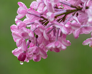 雨の日のライラック（川下公園・札幌市） / Lilac on a rainy day (Kawashimo Park ,...