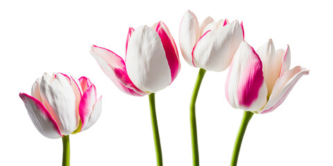 pink tulips isolated on white background. Generative Ai