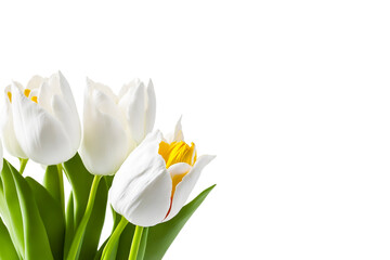 white tulips isolated on white. Generative Ai