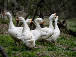 Free poultry, chickens, ducks, geese, sheep, etc
GFX100S   100 million pixel photo