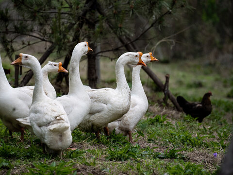 Free poultry, chickens, ducks, geese, sheep, etc
GFX100S   100 million pixel photo