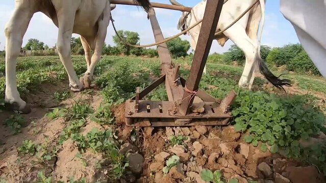 Asian Indian village farm traditional ox farming during monsoon