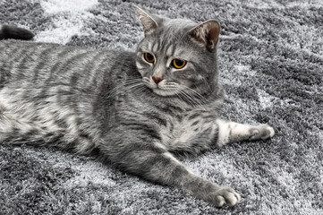 Grey pretty cat on the carpet. Close up.