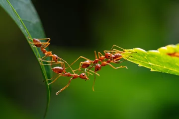 Foto op Plexiglas Ant action standing. Ant bridge unity team, Concept team work together © frank29052515
