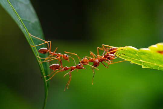 Ant action standing. Ant bridge unity team, Concept team work together
