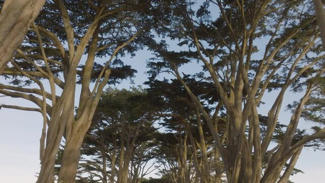 Aerial view of tunnel of Monterey cypress trees on the Point Reyes Peninsula. Drone flight under tree tops on sunny morning. Driveway shot though the trees leads at the Point Reyes National Seashore