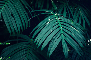 A background with an abstract design and a close-up texture of green leaves., tropical leaf and Nature concept..