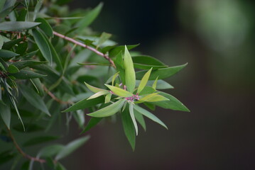 Melaleuca cajuputi, commonly known as cajuput or white samet is a plant in the myrtle family, Myrtaceae 