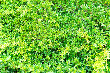 Fototapeta na wymiar Green leaf texture for background.Texture of Green Leaves background, Green Leaves pattern and texture background. Close-up.