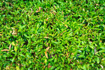 Green leaf texture for background.Texture of Green Leaves background, Green Leaves pattern and texture background. Close-up.