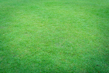 Green grass texture for background. Green lawn pattern and texture background, Texture of green grass field background. Close-up.