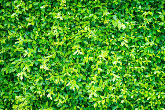 Green leaf texture for background.Texture of Green Leaves background, Green Leaves pattern and texture background. Close-up.