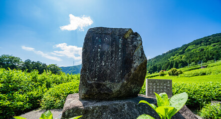 新緑の天空の茶畑の石碑