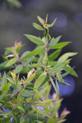 Melaleuca cajuputi, commonly known as cajuput or white samet is a plant in the myrtle family, Myrtaceae 