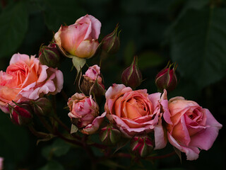 pink and white roses