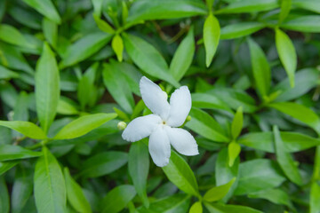 Close up of The beautiful white bloom Pinwheel flower in the garden, blooming crepe jasmine