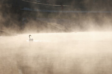 Swan at the lake no. 2