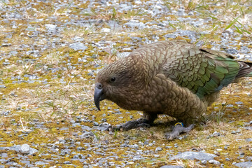 Obraz premium A Kea in Fiordland NP, New Zealand