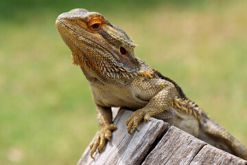 Central Bearded Dragon basking on log