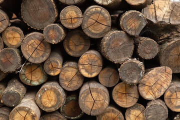 stack of firewood,pile of wood