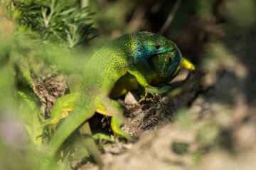 Smaragdeidechse im Kampf um das Weibchen