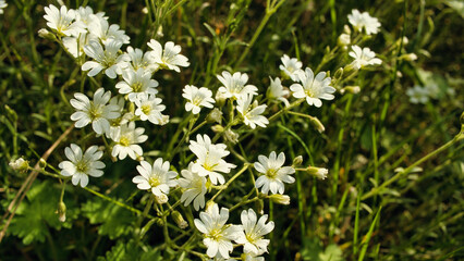 Wildblumen - Wiese - Beautiful - colorful - summer - spring - Wildflowers - Background