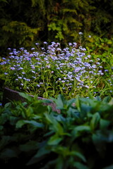 forget-me-not flowers in spring garden - 604505783
