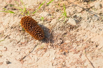 pine cone lying on a sandy road - 604505789