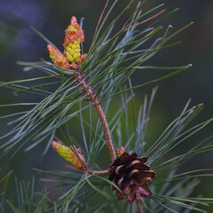 young pine cone on a branch - 604505795