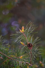 young pine cone on a branch - 604505796