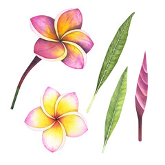 Set Plumeria flower isolated on white background. Watercolor hand drawn frangipani botanical illustration for design