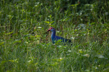 Purple Swamphen in a marshland