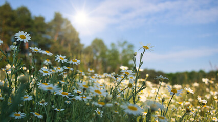 Wildblumen - Wiese - Beautiful - colorful - summer - spring - Wildflowers - Background