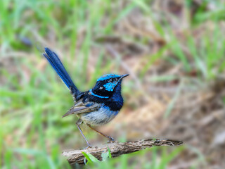 Perky Blue Wren