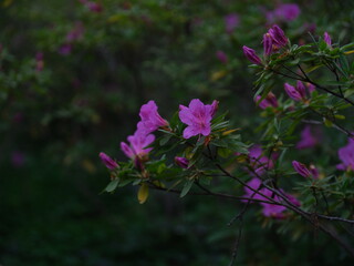 100 million pixel high-definition flowers captured by Fuji camera GFX100S camera