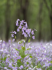 100 million pixel high-definition flowers captured by Fuji camera GFX100S camera