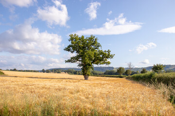 Fototapeta na wymiar Wheat fields in the summertime countryside of England.