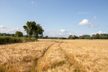 Wheat fields in the summertime countryside of England.