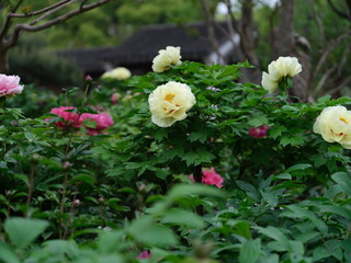 100 million pixel high-definition flowers captured by Fuji camera GFX100S camera