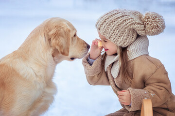 joyful beautiful little girl on a sled joyfully plays with a dog golden retriever labrador in...